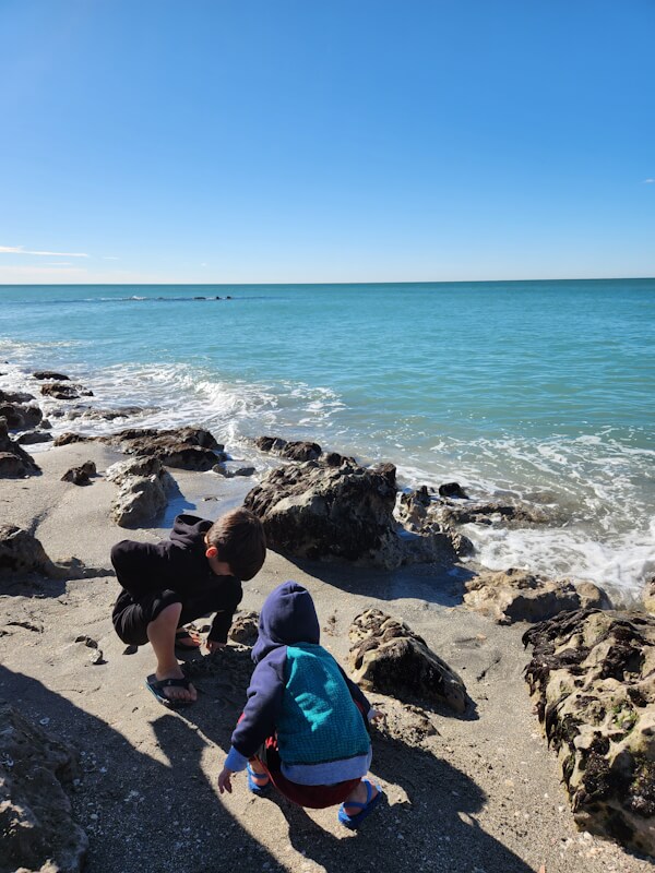 Looking for shark teeth