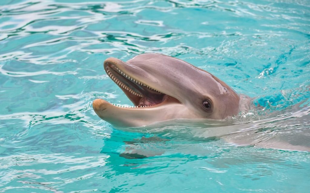 a smiling dolphin