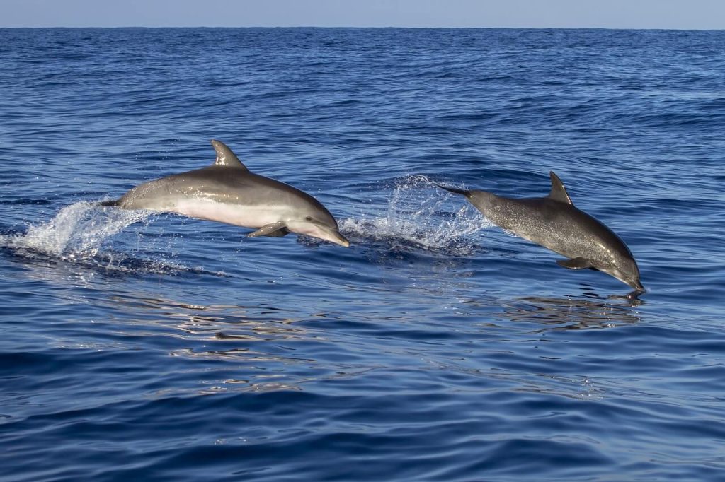 two dolphins playing