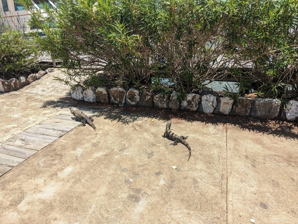 Iguanas in Belize