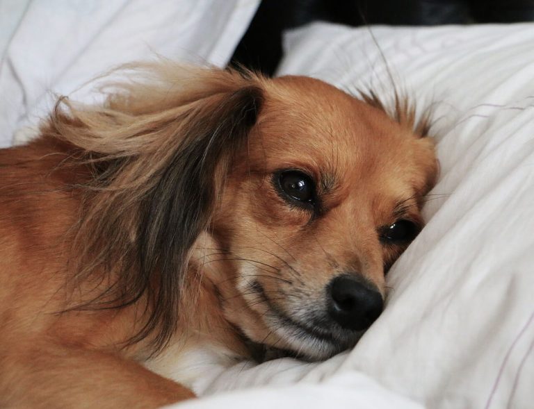 a dog sleep on hotel bed