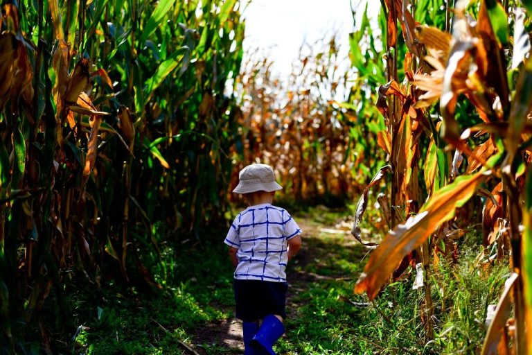 corn maze in Florida